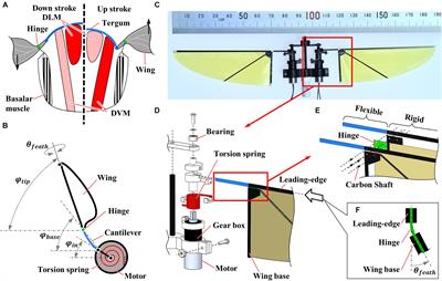 Flexibility Effects of a Flapping Mechanism Inspired by Insect Musculoskeletal System on Flight Performance